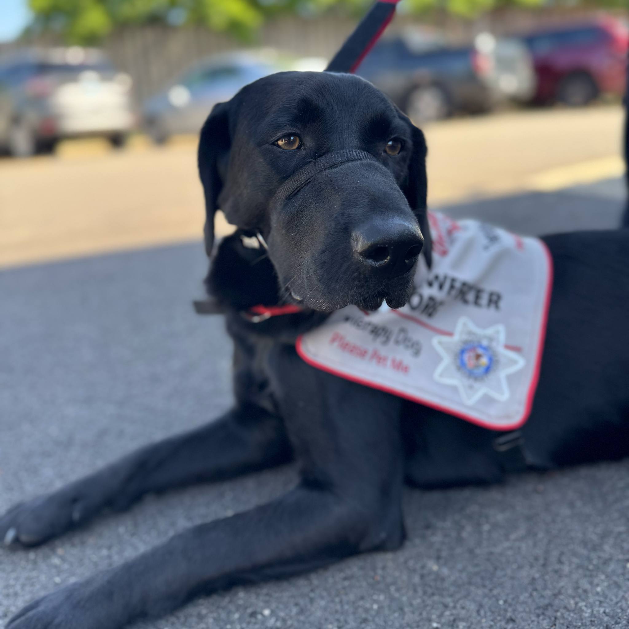 Pawfficer Korg lays on the ground, wearing K9 vest.
